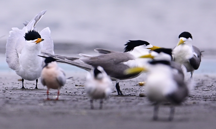 Z7神話之鳥黑嘴端鳳頭燕鷗
