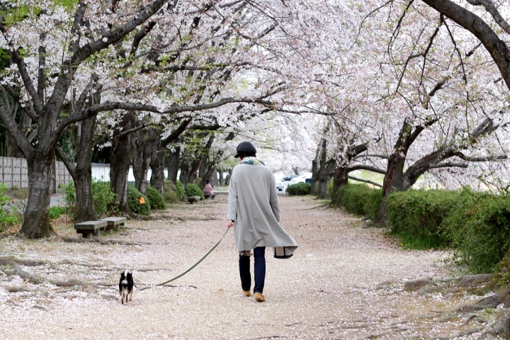 2019散步趣~日本山陰山陽遊記