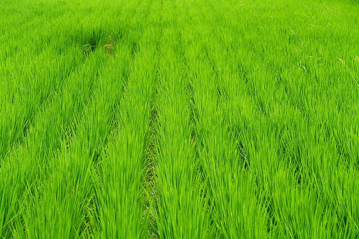 Panasonic Lumix S1R / S1 評測報告|霸氣外型與專業性能兼備,47.3MP 進軍高畫素戰場!
