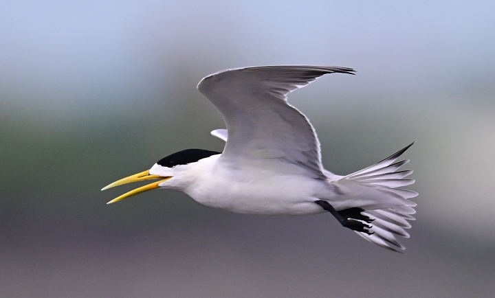 Z7神話之鳥黑嘴端鳳頭燕鷗