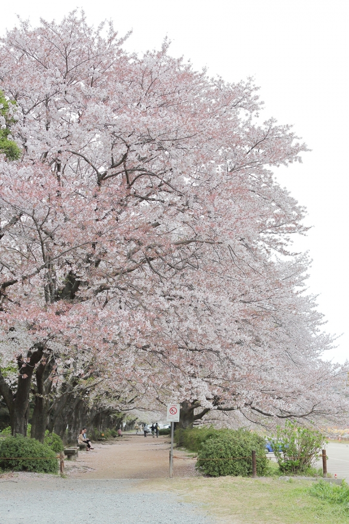 2019散步趣~日本山陰山陽遊記