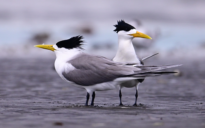 Z7神話之鳥黑嘴端鳳頭燕鷗