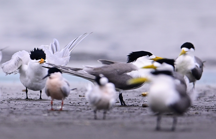 Z7神話之鳥黑嘴端鳳頭燕鷗