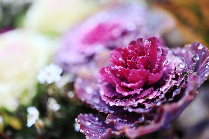 (映像旅行) 依山遊湖尋箱根 feat. Canon EOS M50 & PowerShot SX70 HS