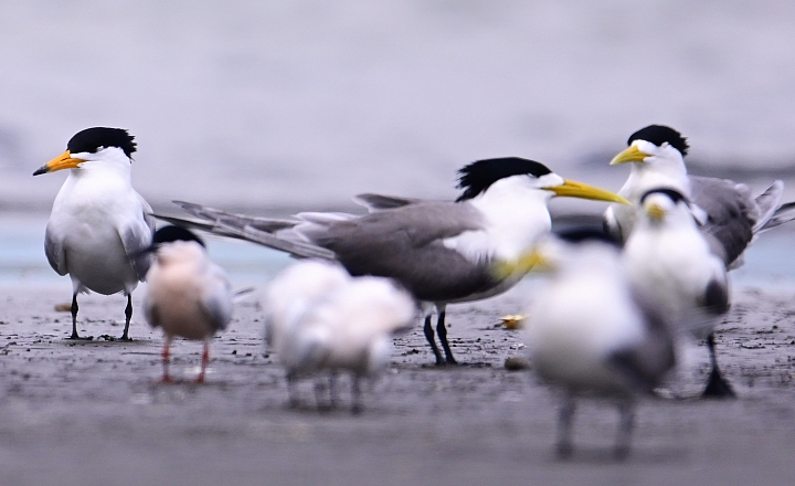 Z7神話之鳥黑嘴端鳳頭燕鷗