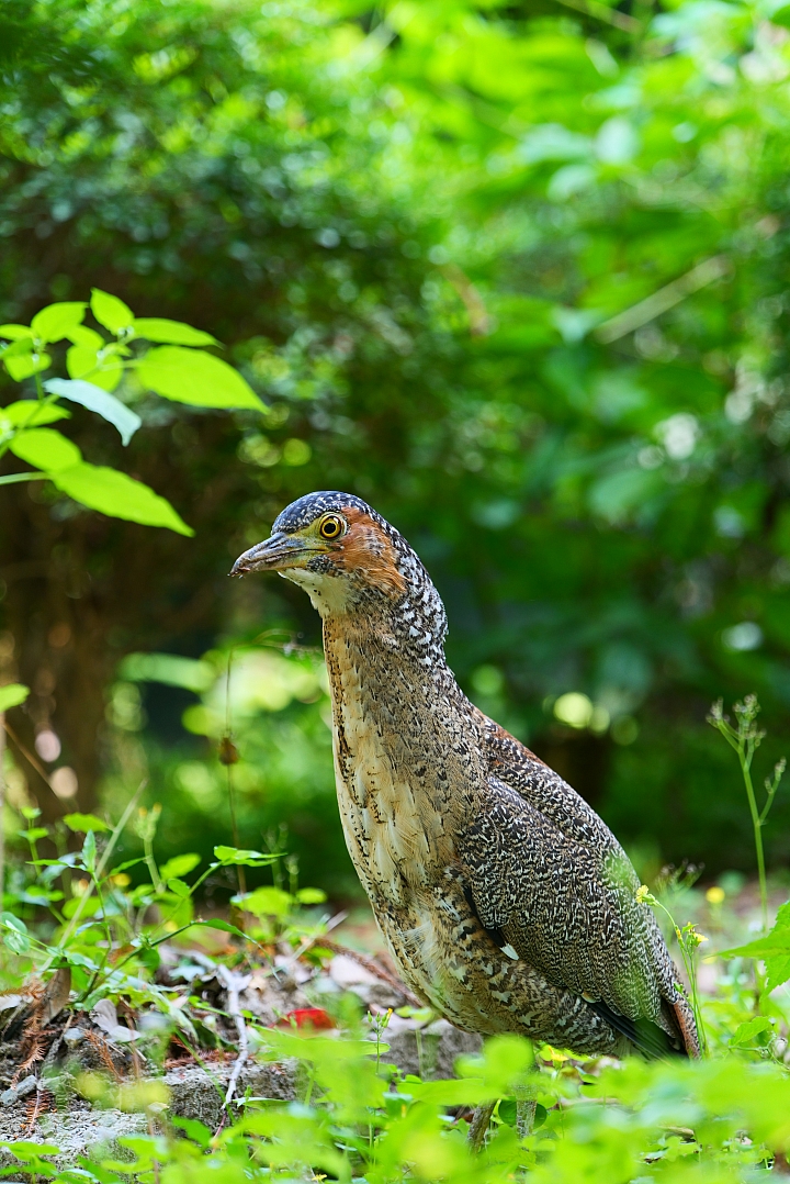 Panasonic Lumix S1R / S1 評測報告|霸氣外型與專業性能兼備,47.3MP 進軍高畫素戰場!