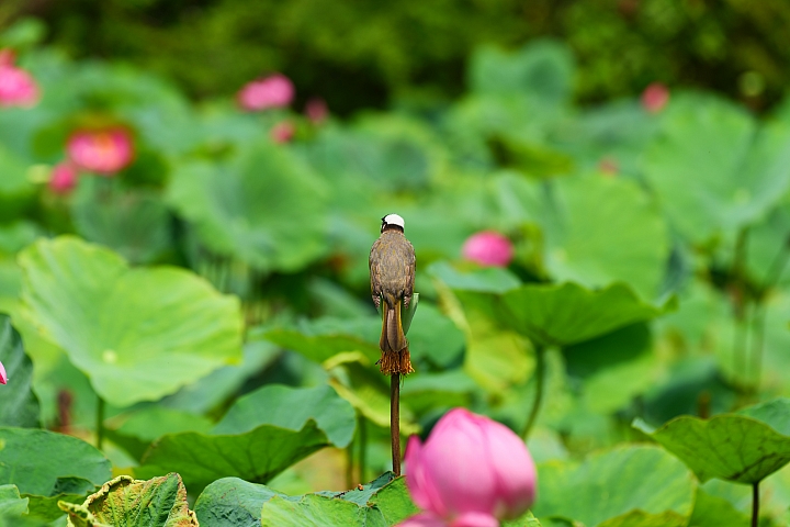 Panasonic Lumix S1R / S1 評測報告|霸氣外型與專業性能兼備,47.3MP 進軍高畫素戰場!
