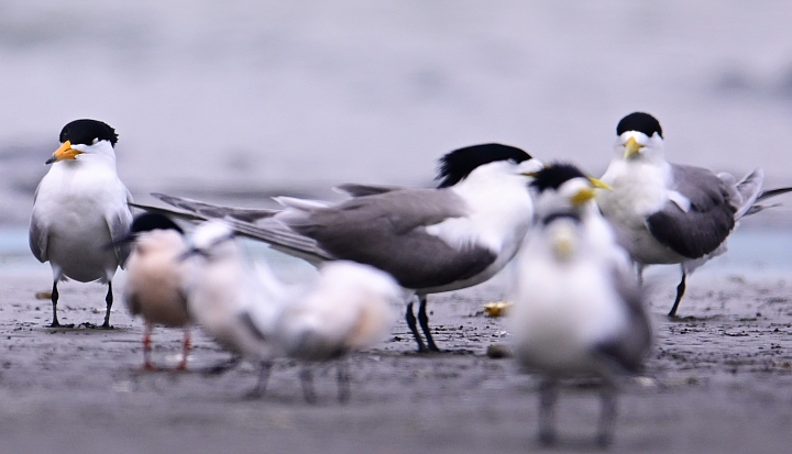 Z7神話之鳥黑嘴端鳳頭燕鷗