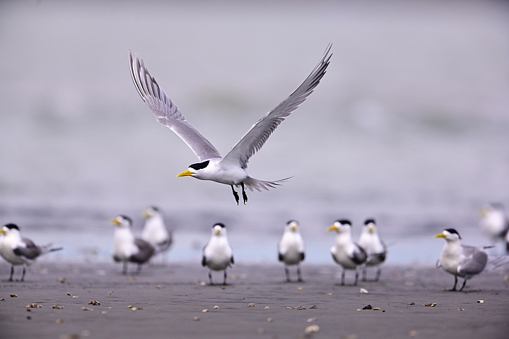 Z7神話之鳥黑嘴端鳳頭燕鷗