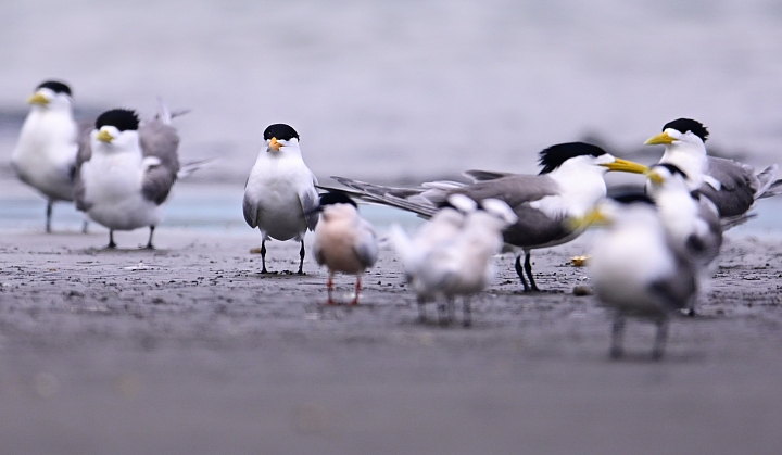 Z7神話之鳥黑嘴端鳳頭燕鷗