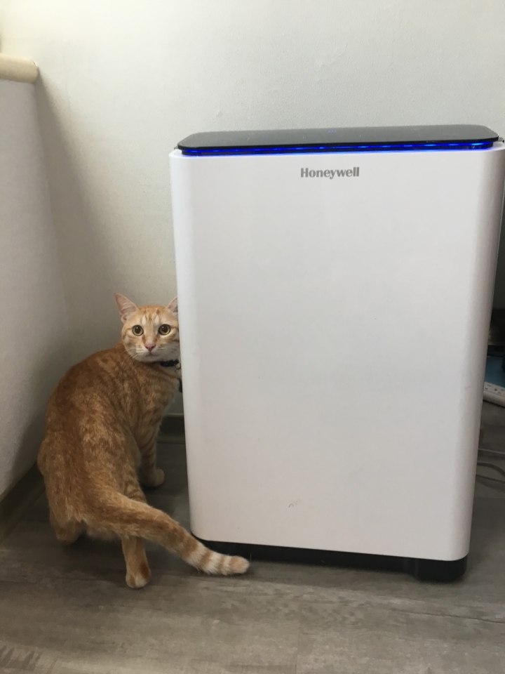 家有貓皇之空氣清淨機簡單開箱 XD