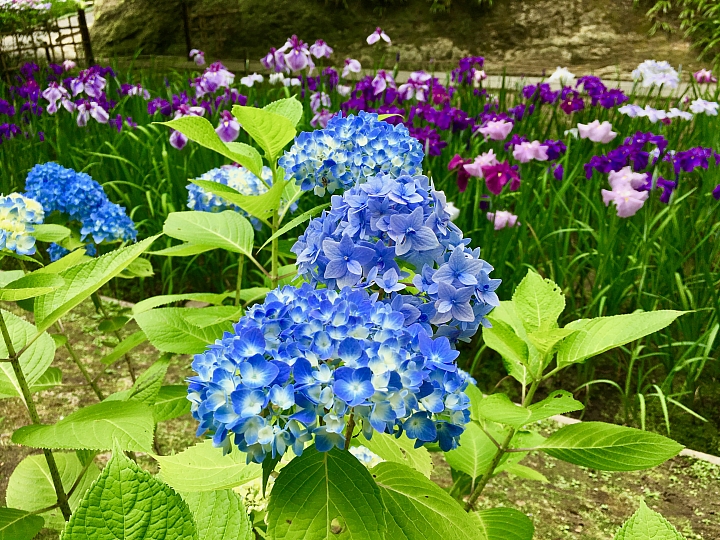 【神奈川縣】北鎌倉—幕府貴族最愛的人間淨土！明月院繡球、菖蒲花季