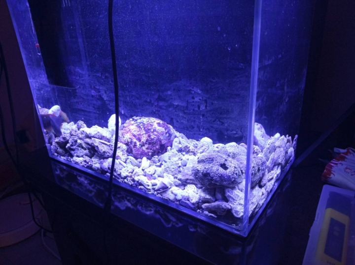海水缸 PH一直上不去餒 ... 然後孔雀魚快死光= ="