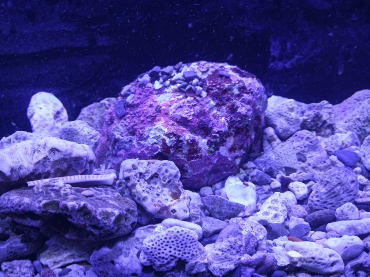 海水缸 PH一直上不去餒 ... 然後孔雀魚快死光= ="