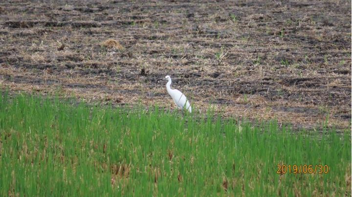 PowerShot SX740 HS一起來蓋樓