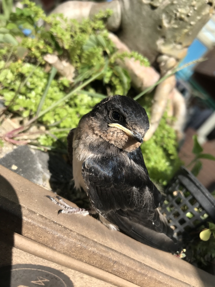 幼鳥小燕子