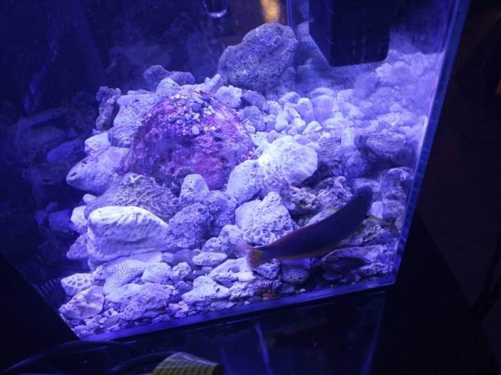 海水缸 PH一直上不去餒 ... 然後孔雀魚快死光= ="