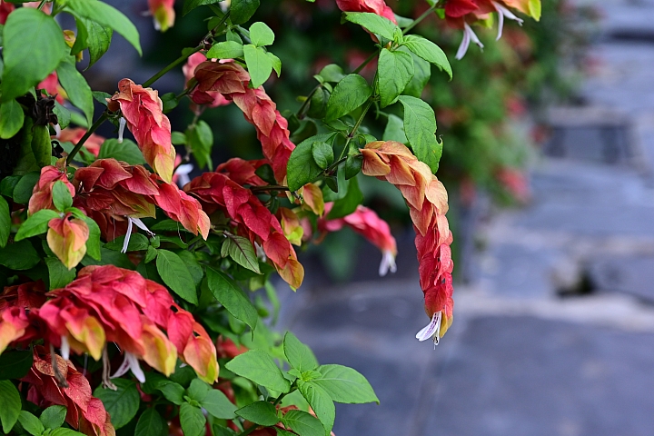霧台紅蝦花餐廳,及餐後的原民社區導覽。