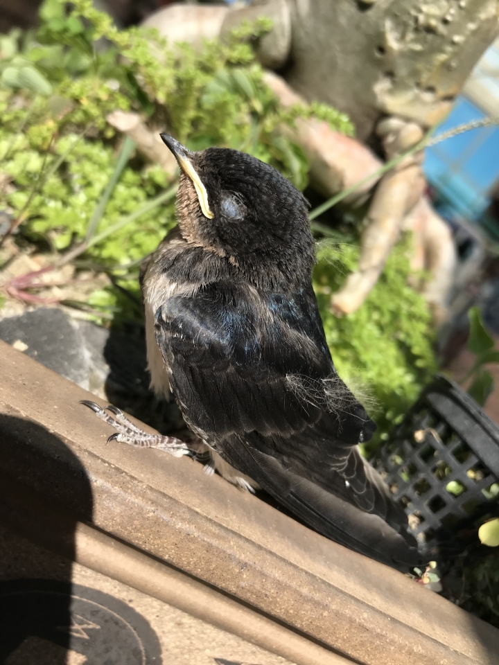 幼鳥小燕子