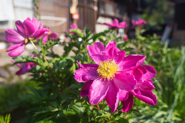 旅行 白川鄉 合掌村 41P SONY A7 28mm F2