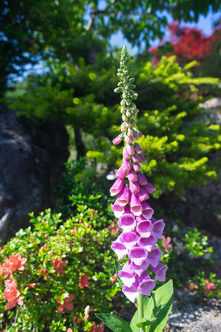 旅行 白川鄉 合掌村 41P SONY A7 28mm F2