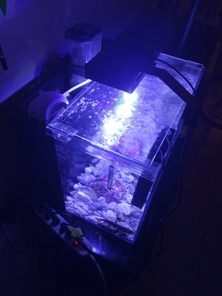 海水缸 PH一直上不去餒 ... 然後孔雀魚快死光= ="