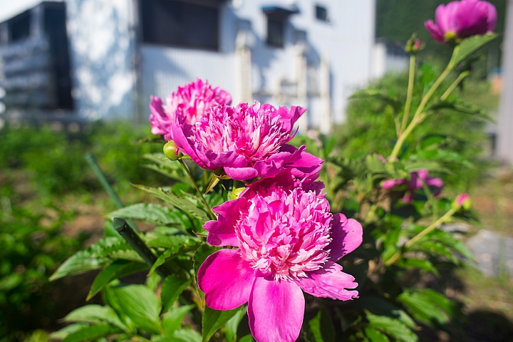 旅行 白川鄉 合掌村 41P SONY A7 28mm F2