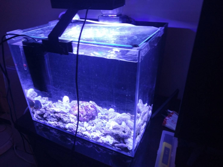 海水缸 PH一直上不去餒 ... 然後孔雀魚快死光= ="