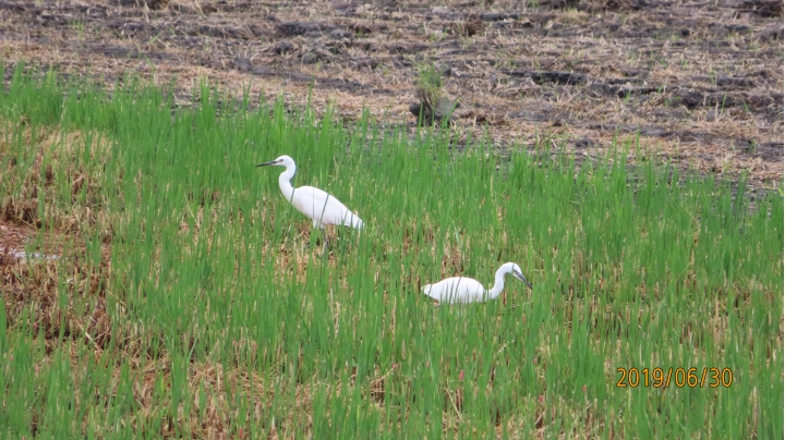 PowerShot SX740 HS一起來蓋樓