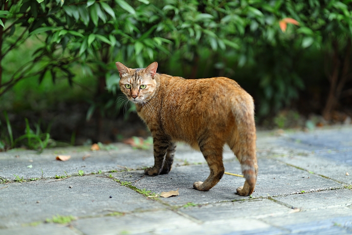 Canon RF 85mm f/1.2L USM 鏡頭評測|極致光學的展現 人像鏡皇代表作!