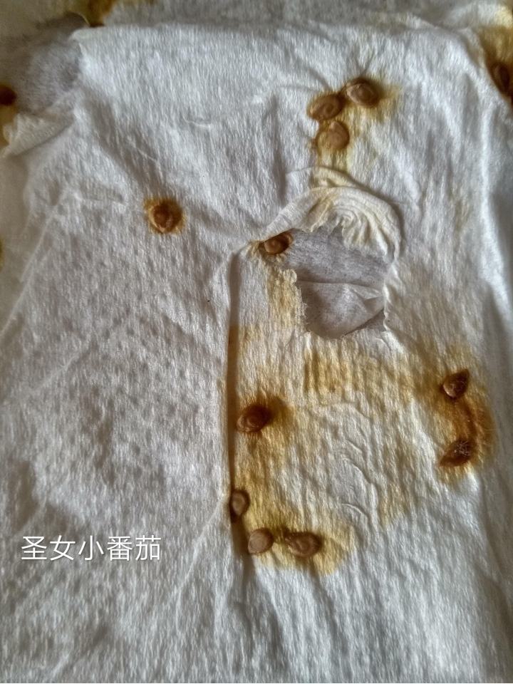 土法煉鋼的小番茄,甜椒種植,由種子開始.(陸續更新)