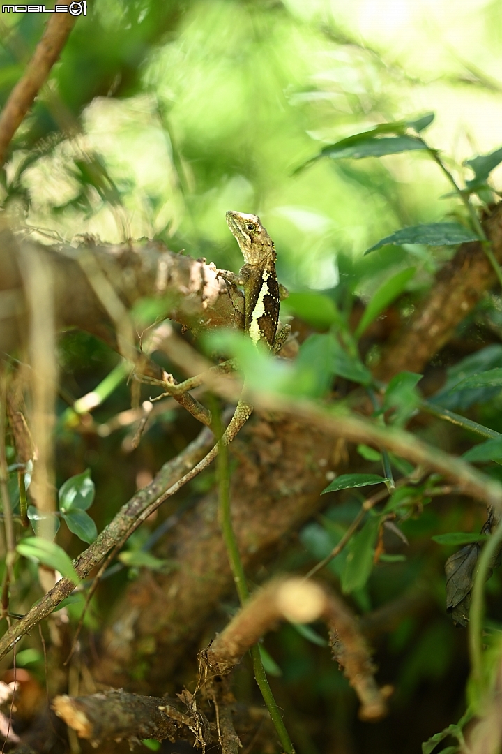 Nikon 85mm f/1.8 S 頂級光學品質的隨身型人像鏡
