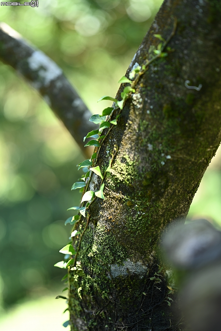 Nikon 85mm f/1.8 S 頂級光學品質的隨身型人像鏡