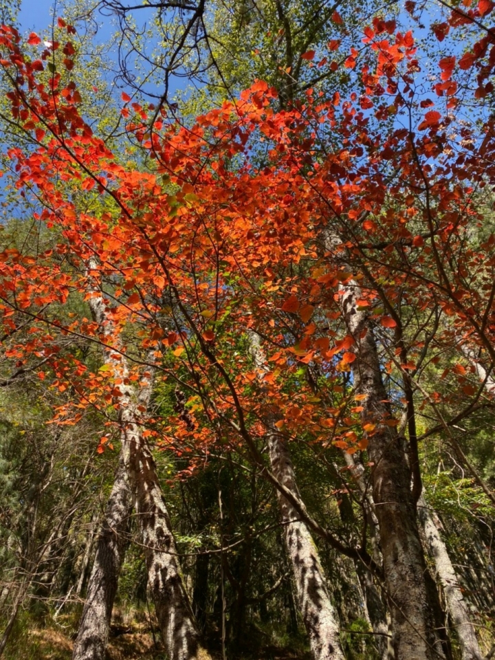 海到無邊天作岸 山登絕頂我為峰 成王之路 南湖大山