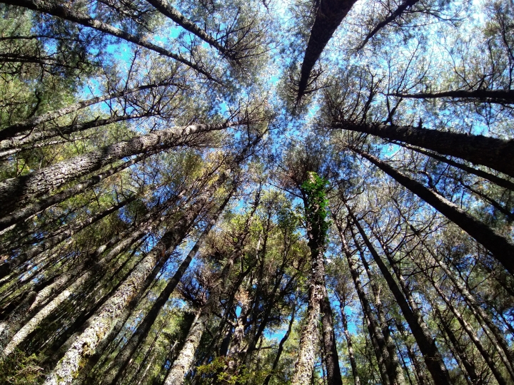 海到無邊天作岸 山登絕頂我為峰 成王之路 南湖大山