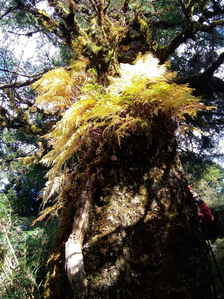 海到無邊天作岸 山登絕頂我為峰 成王之路 南湖大山