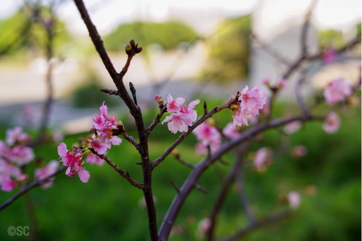 Samyang AF 35mm F1.4 (FE)微開箱