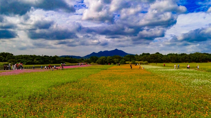 <遊記>關渡秘境花海-滿開中