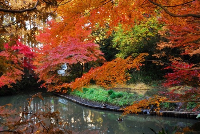 【東京都】紅葉季即將來到～快列入行程裡等解禁後來看看夜晚紅葉點燈！