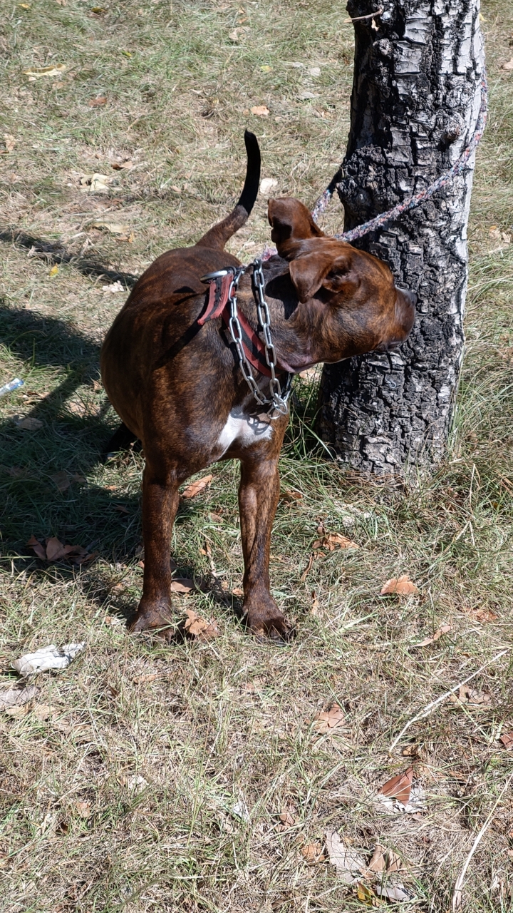帶小孩到大雅公園請務必留意比特犬