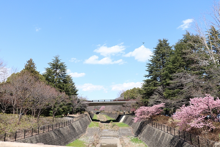 【東京都】40倍東京巨蛋大的賞櫻景點「國營昭和紀念公園」