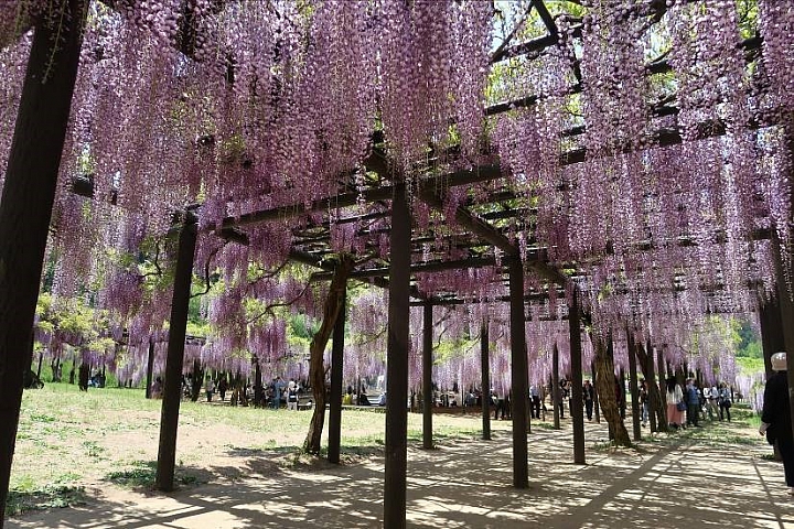 【兵庫縣】山陰地區最大 關西必訪紫藤白井大町藤公園