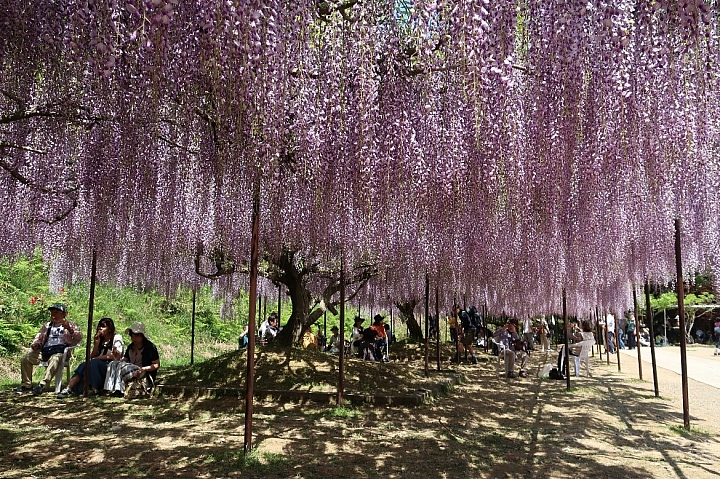 【兵庫縣】丹波白毫寺 邂逅春楓與九尺藤