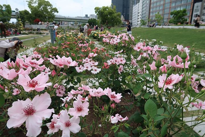 【大阪府】難波橋下的玫瑰花園盛宴 中之島公園