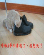【魔駝】來一些動畫！