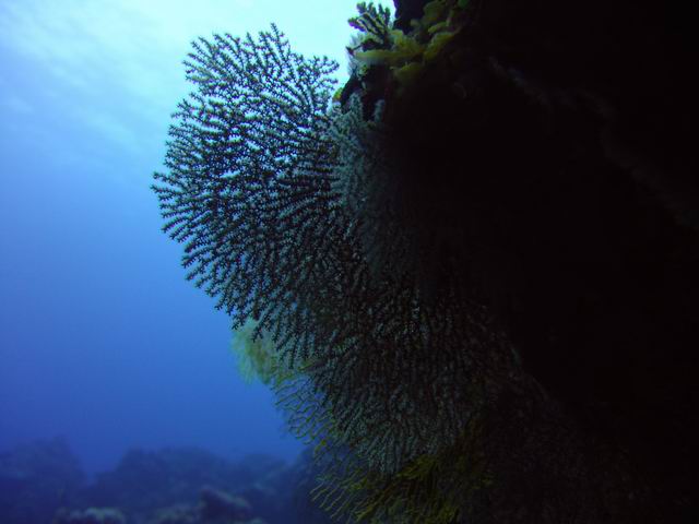 F828 蘭嶼潛水
