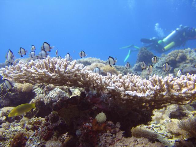 F828 蘭嶼潛水