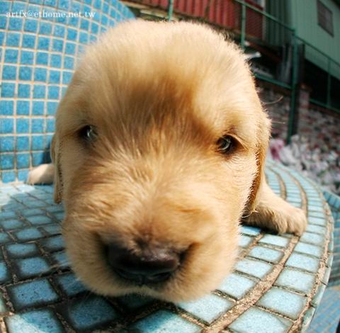 [求助T6X0/Z600]可以請shiniw大大幫我做黃金獵犬的主題嗎?!(附圖)THX
