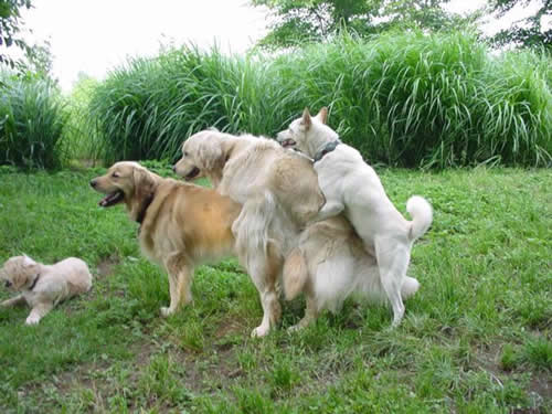 攪笑的動物相