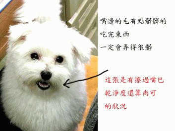 [轉貼]協尋....嘉義走失的小狗
